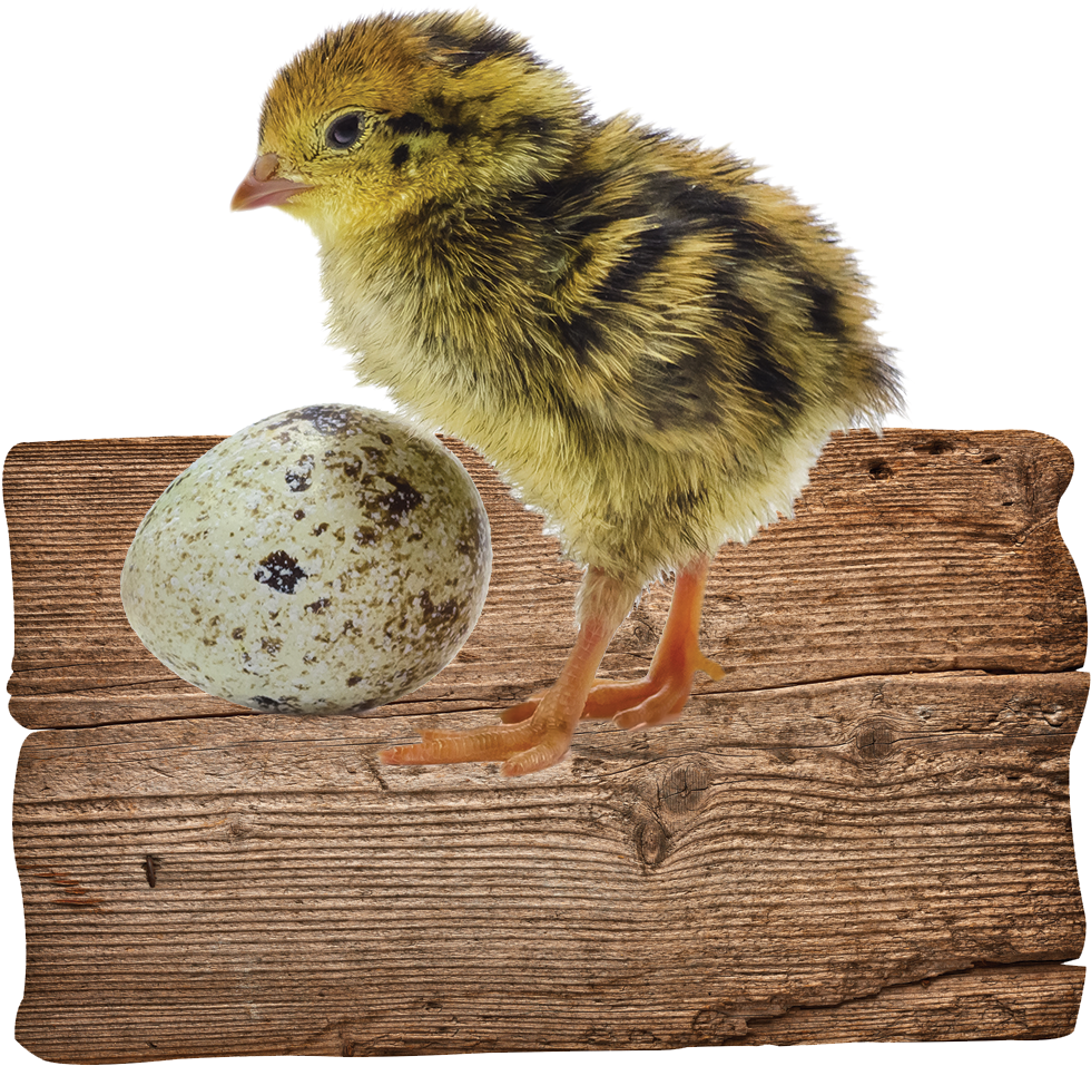 Quail Chickand Eggon Wooden Plank PNG