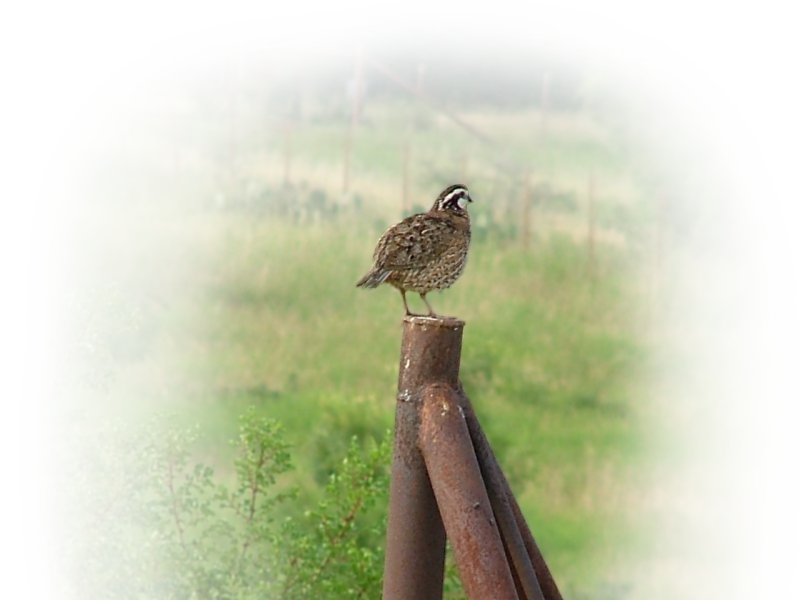 Quail Perchedon Metal Post PNG