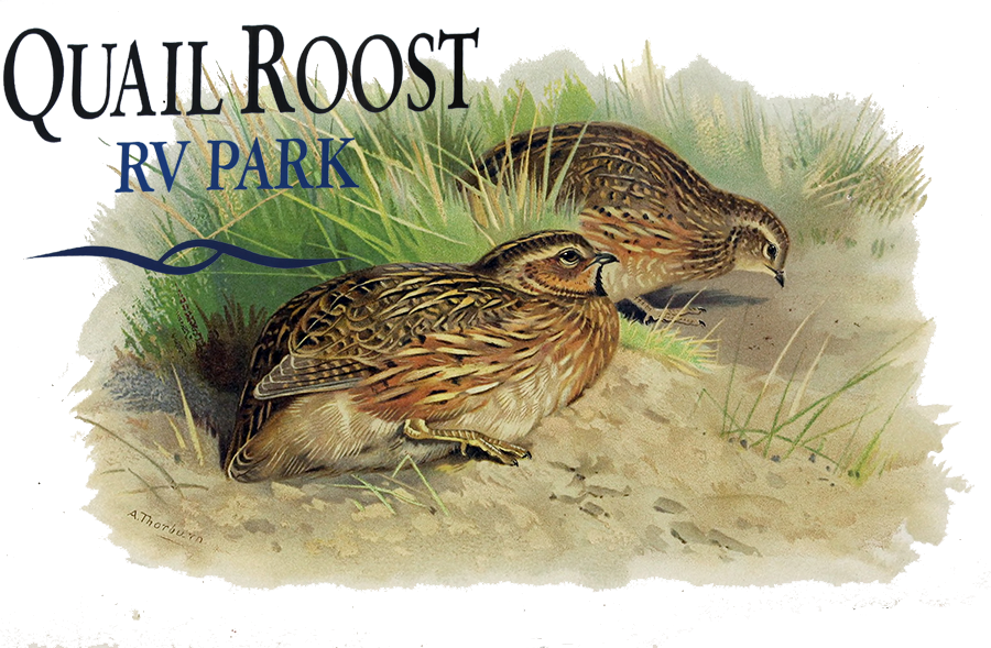 Quail Roost R V Park Illustration PNG