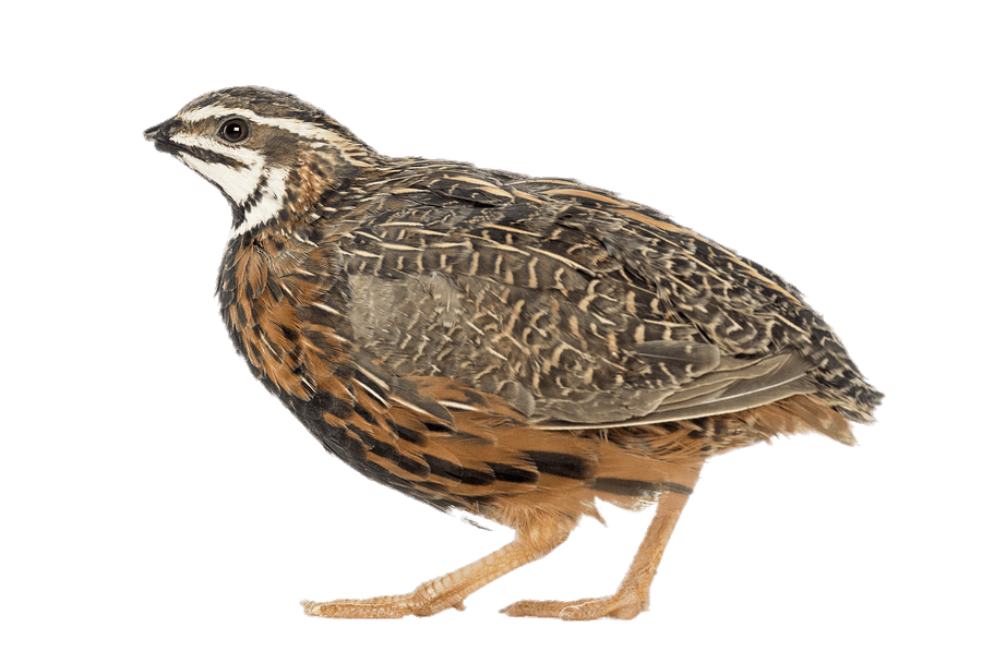 Quail Side View Isolated PNG
