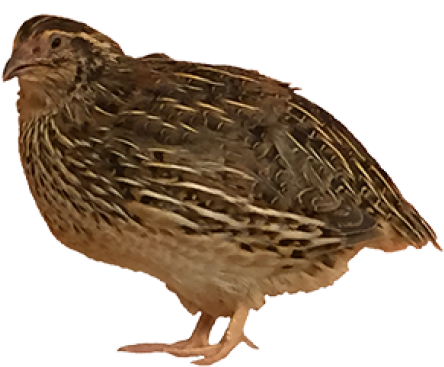 Quail Side View.png PNG