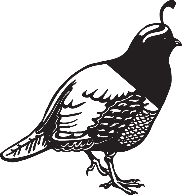 Quail Silhouette Graphic PNG