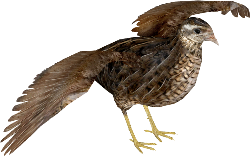 Quail Spreading Wings PNG