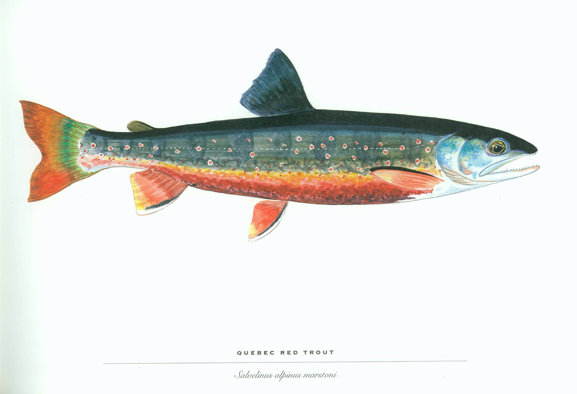 Quebec Red Trout Wallpaper