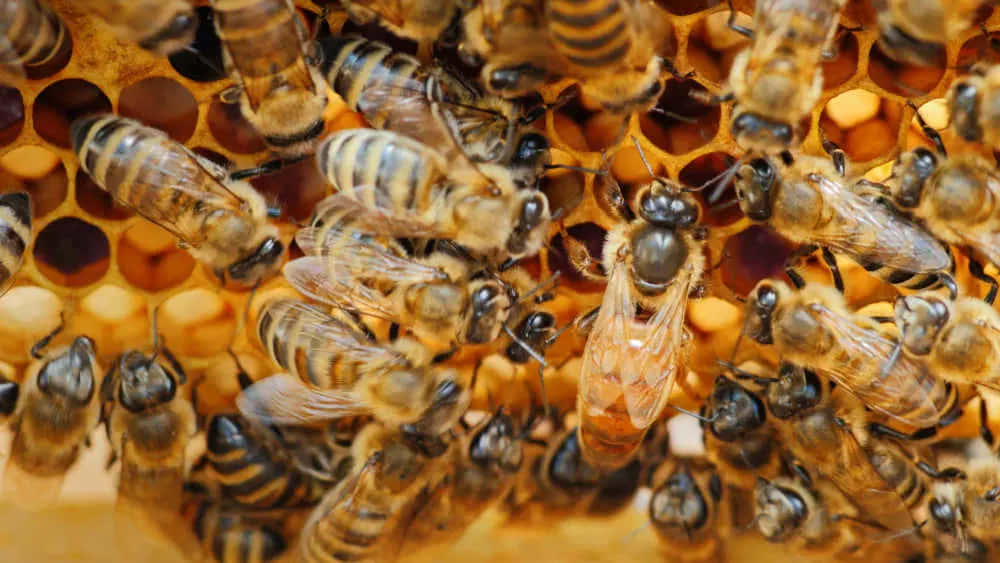 Queen Bee Eggs In Honeycomb Picture