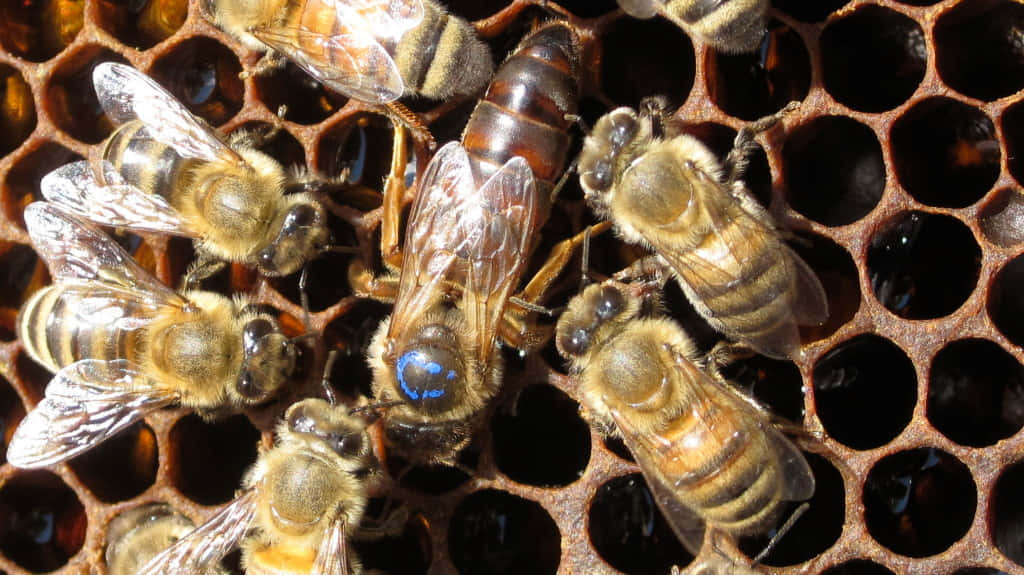 Queen Bee Center Of Honeycomb Picture