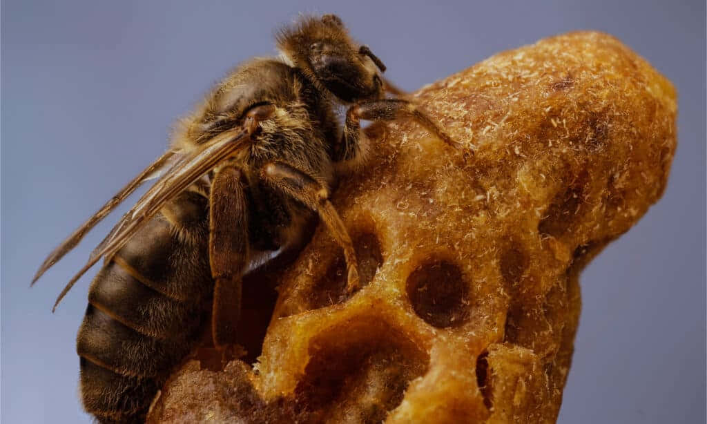 Immaginedi Un'ape Regina Abbracciata A Un Favo Di Miele