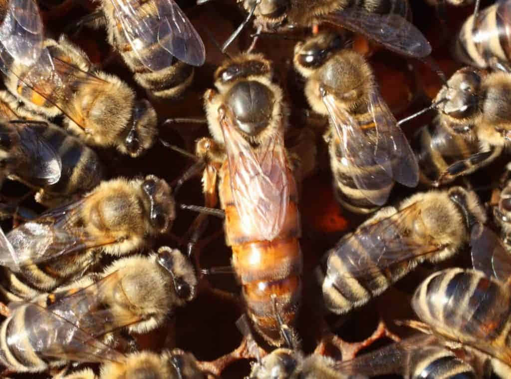 Queen Bee Group Of Bees In Hive Picture