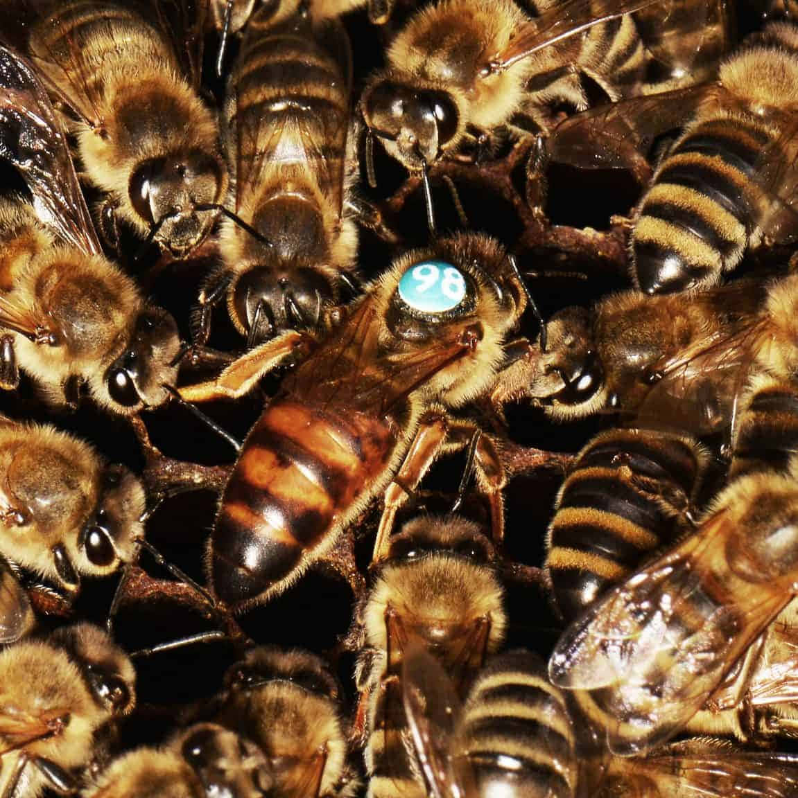 Queen Bee With Blue Mark Picture