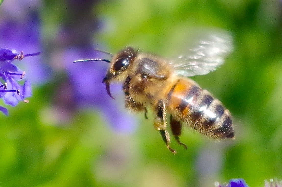 Queen Bee Flying Towards Purple Flower