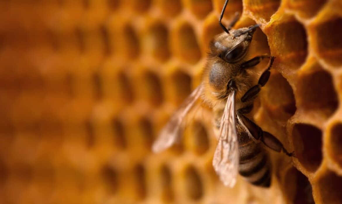 Queen Bee Sitting On Honeycomb Picture