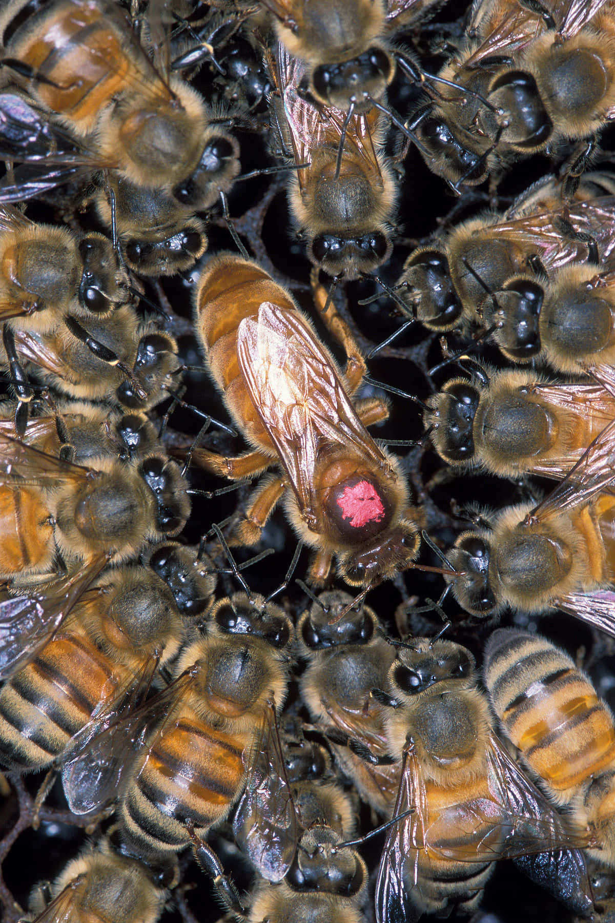 Queen Bee Crowded By Group Of Bees Picture