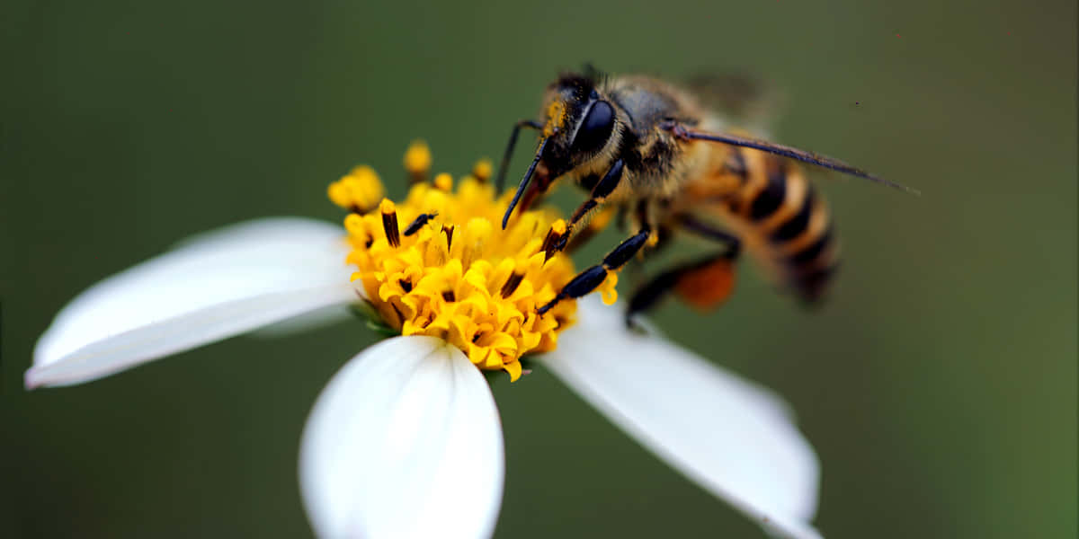 Queen Bee Gathering Nectar White Flower