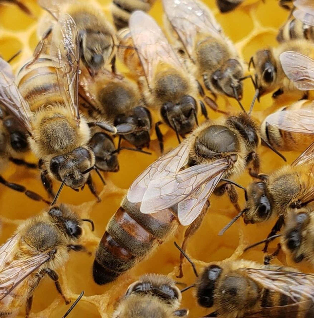 Queen Bee Sitting On Yellow Honeycomb