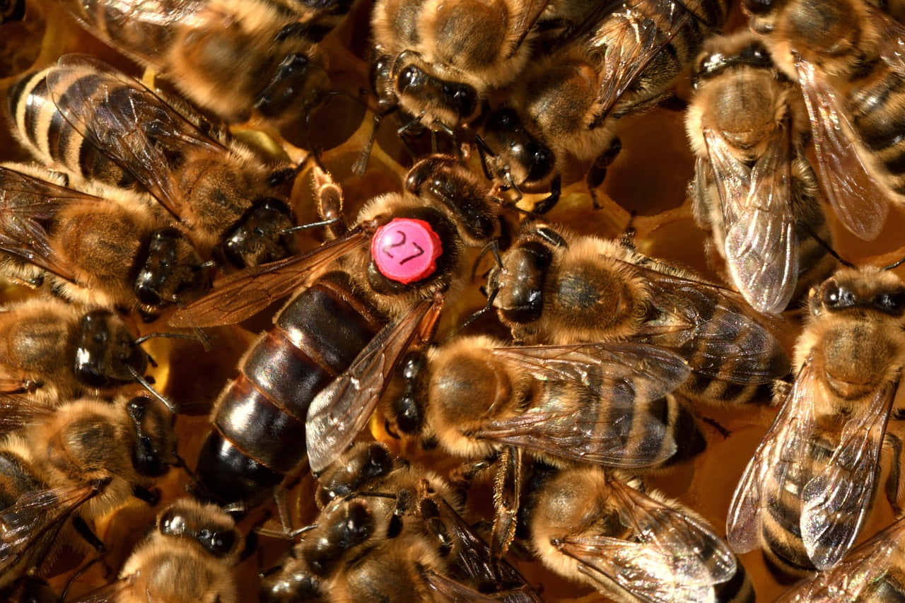 Queen Bee With Pink Tag Picture
