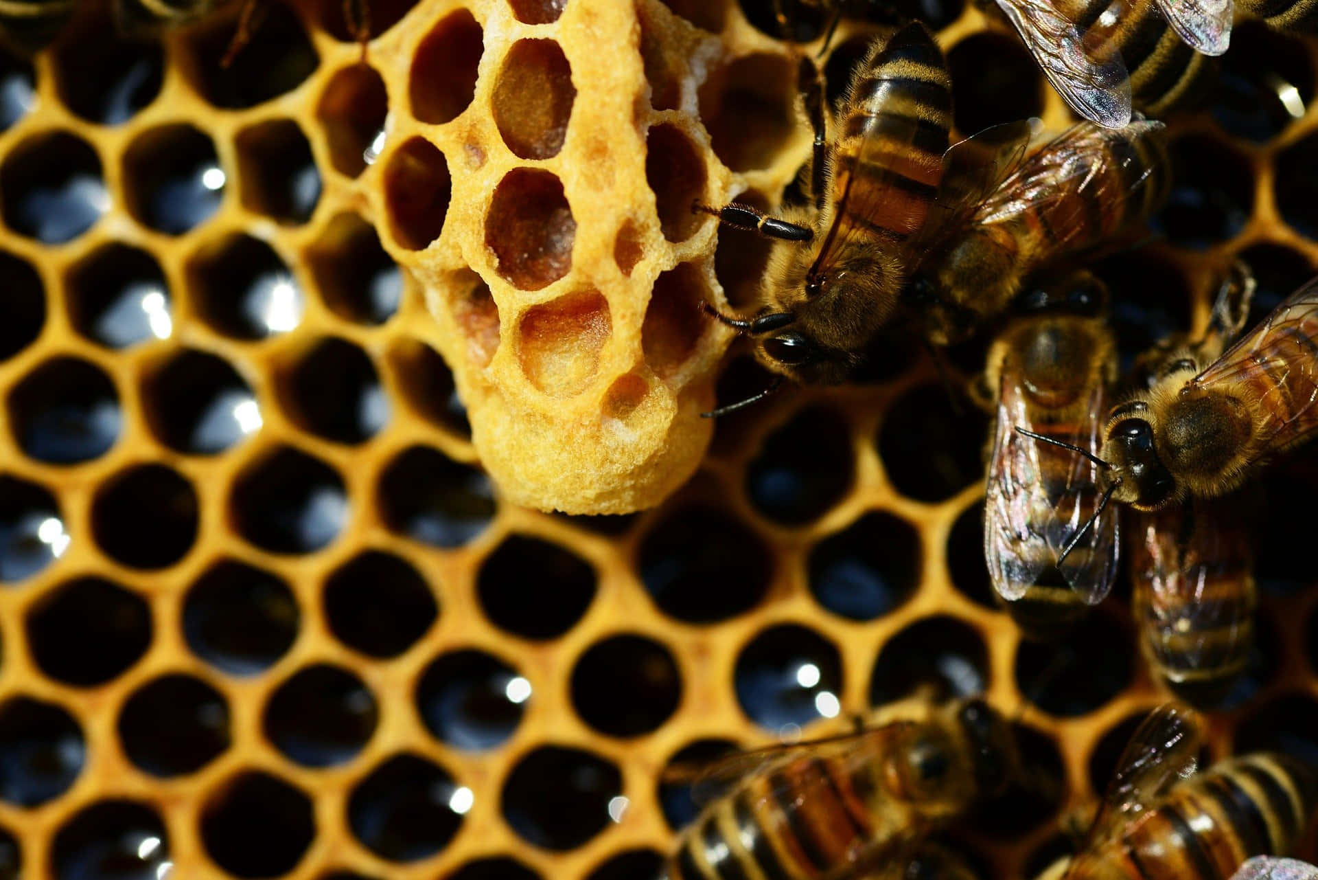 Queen Bee Group Of Bees Honeycomb Picture