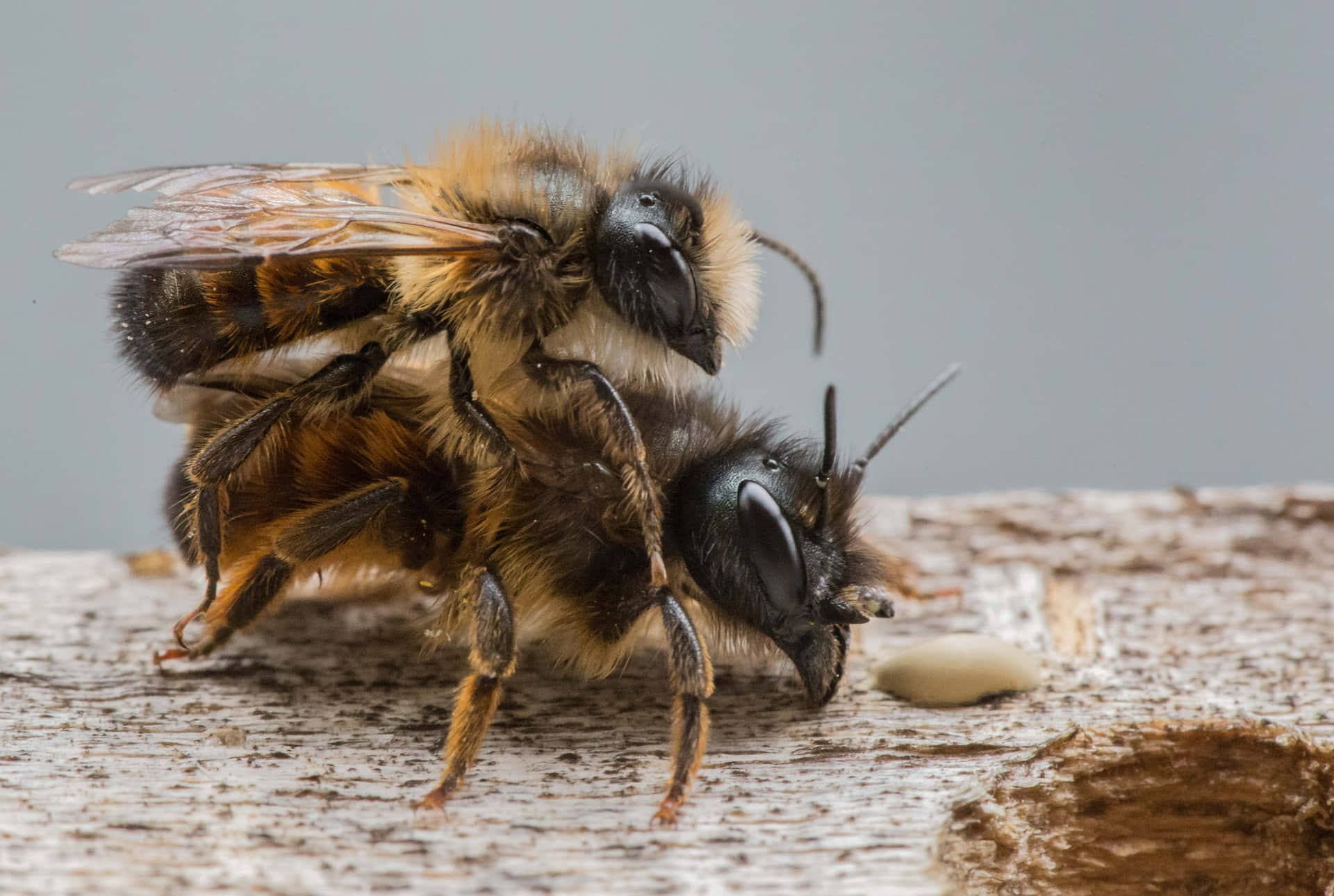 Queen Bee Mating With Male Drone Picture