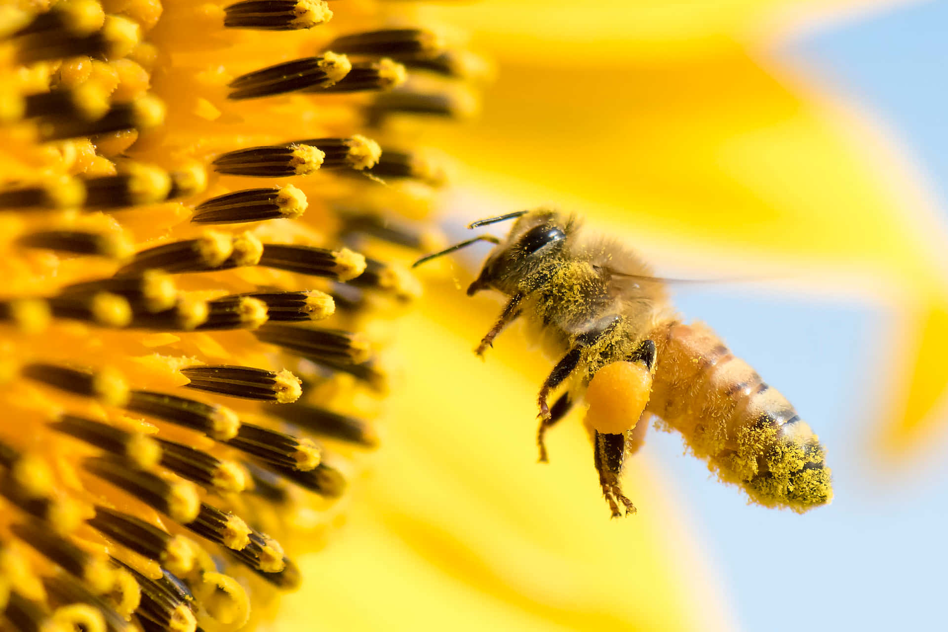 Queen Bee Yellow Sunflower Picture