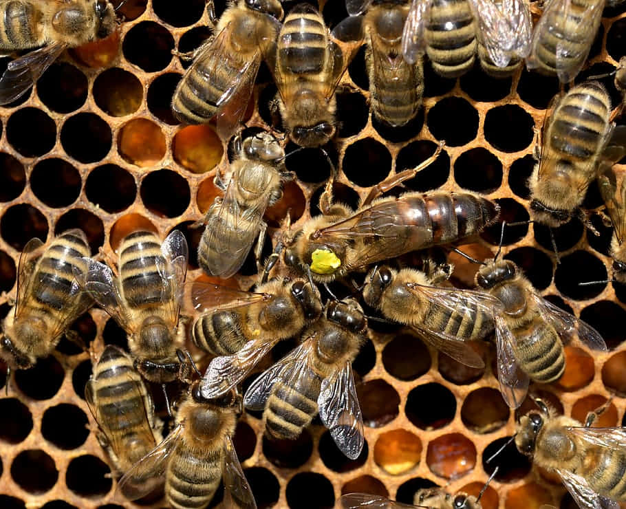 Queen Bee With Yellow Tag On Honeycomb Picture