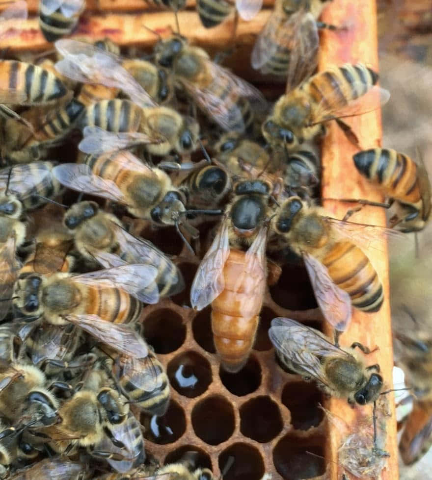 Queen Bee Honeycomb Hive Picture
