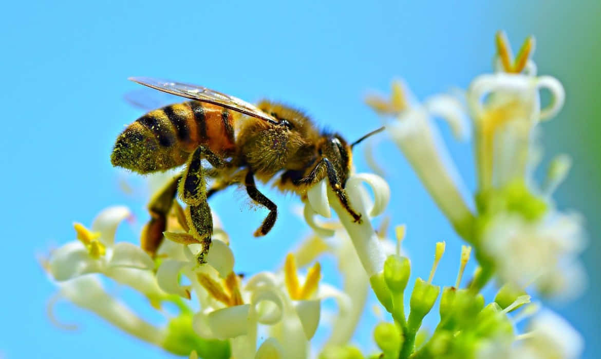 Reginadell'ape Che Raccoglie Nettare Immagine Di Fiori Bianchi
