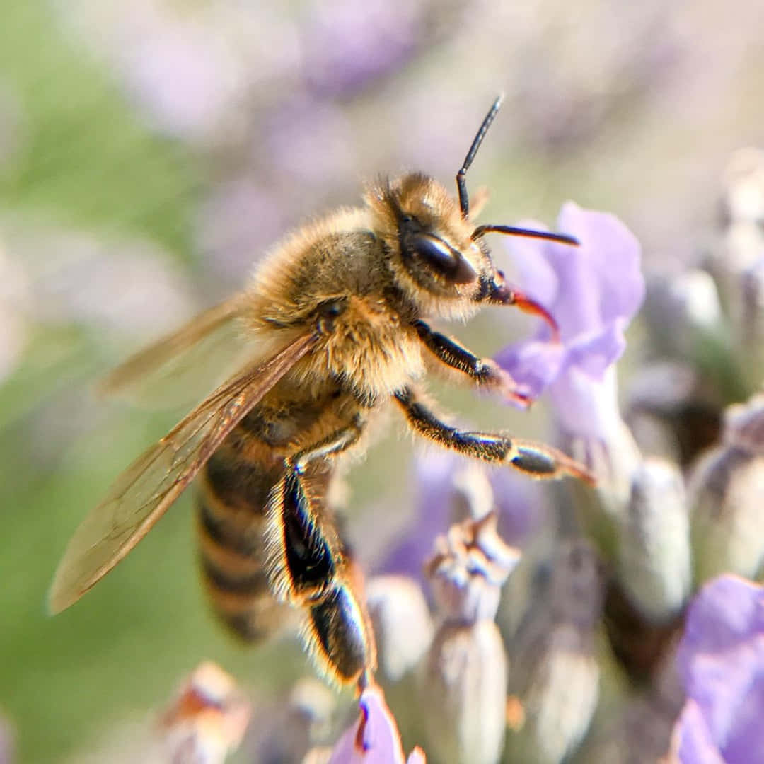 Queen Bee Sitting On Lavender Flower Picture