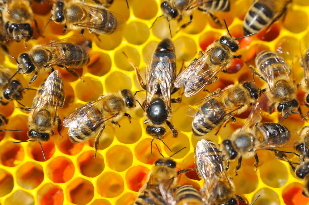 Queen Bee Swarm Of Bees Honeycomb Picture