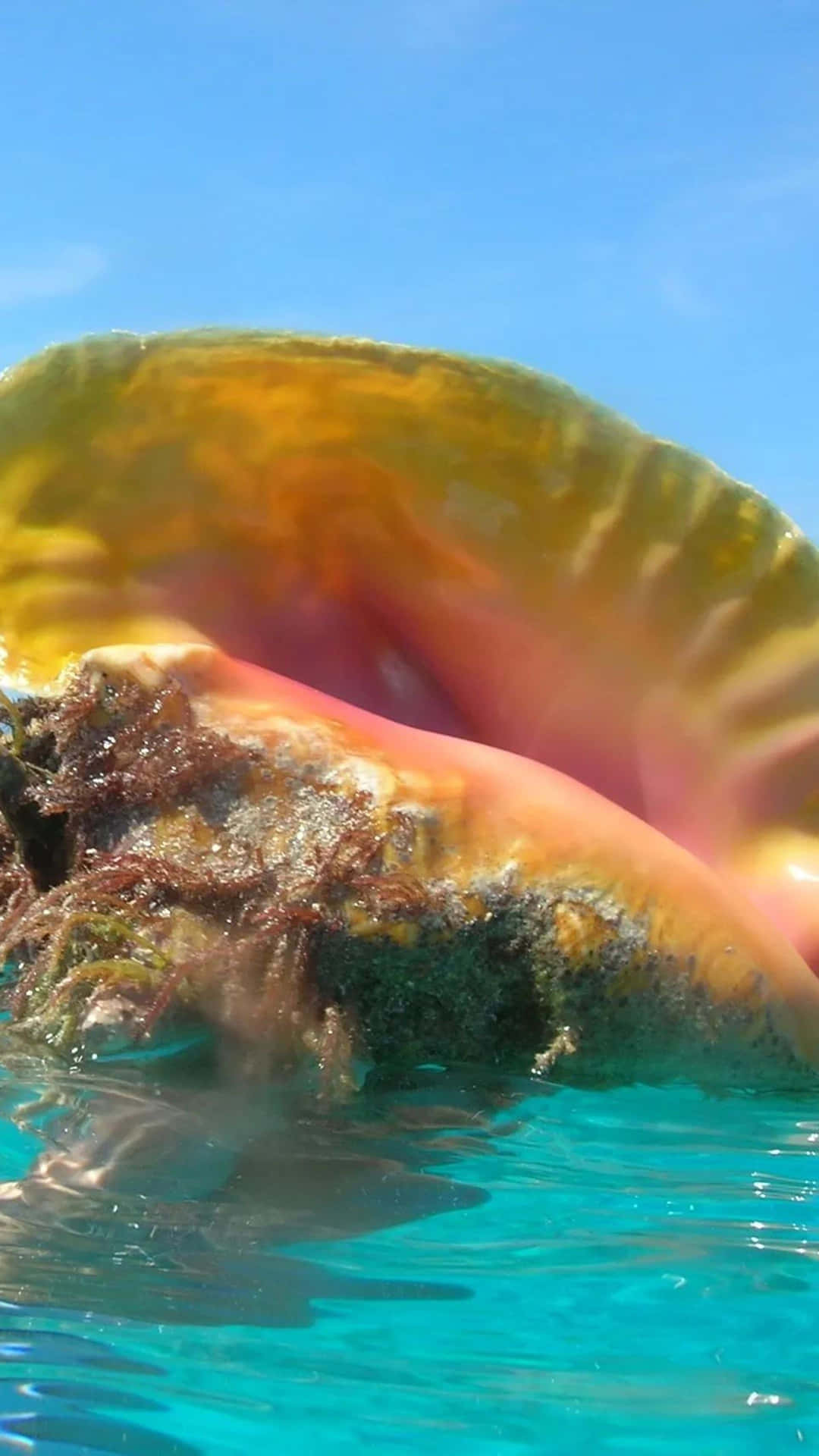 Queen Conch Close Up Aquatic Life Wallpaper