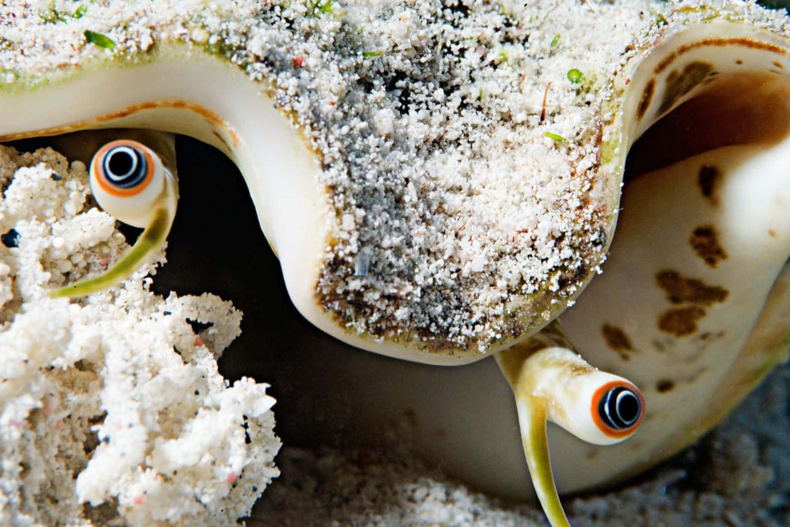 Queen Conch Close Up Eyes Wallpaper