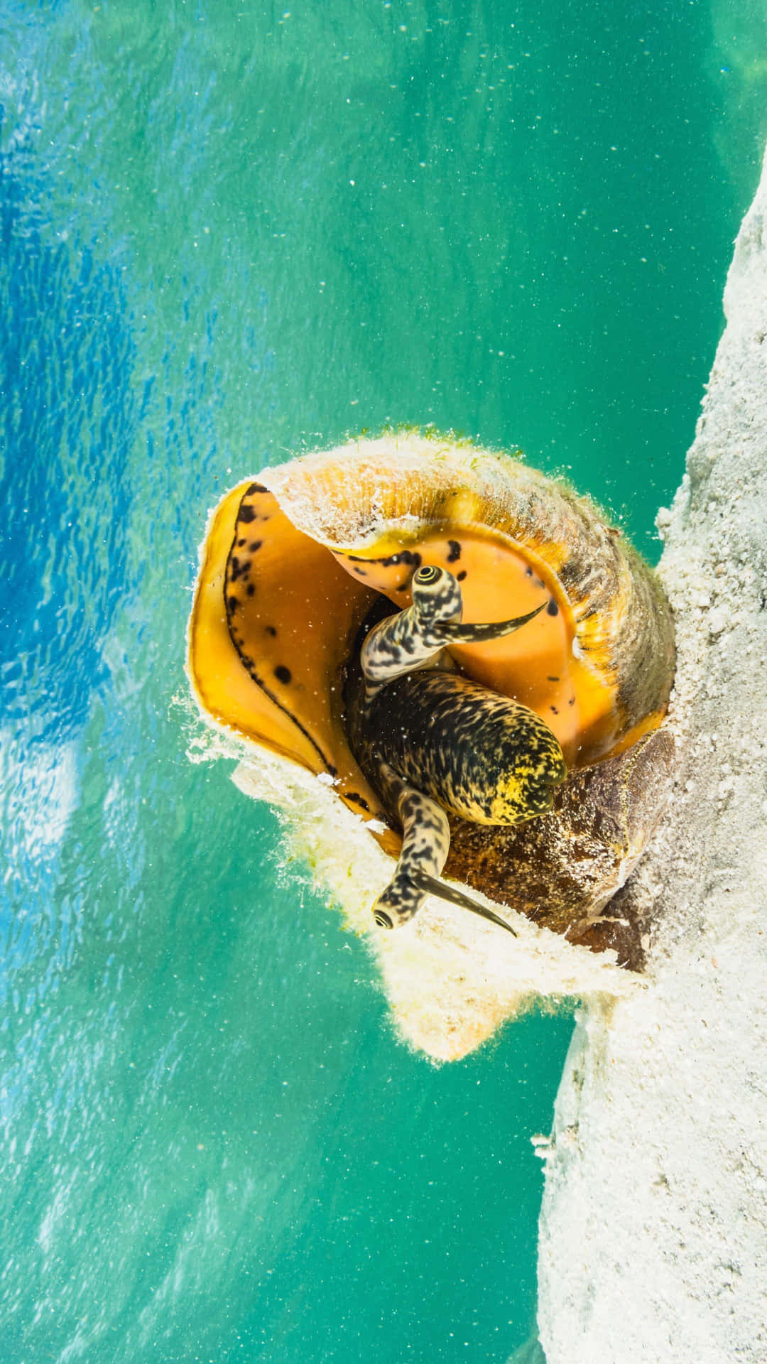 Queen Conch Emerging From Shell Wallpaper