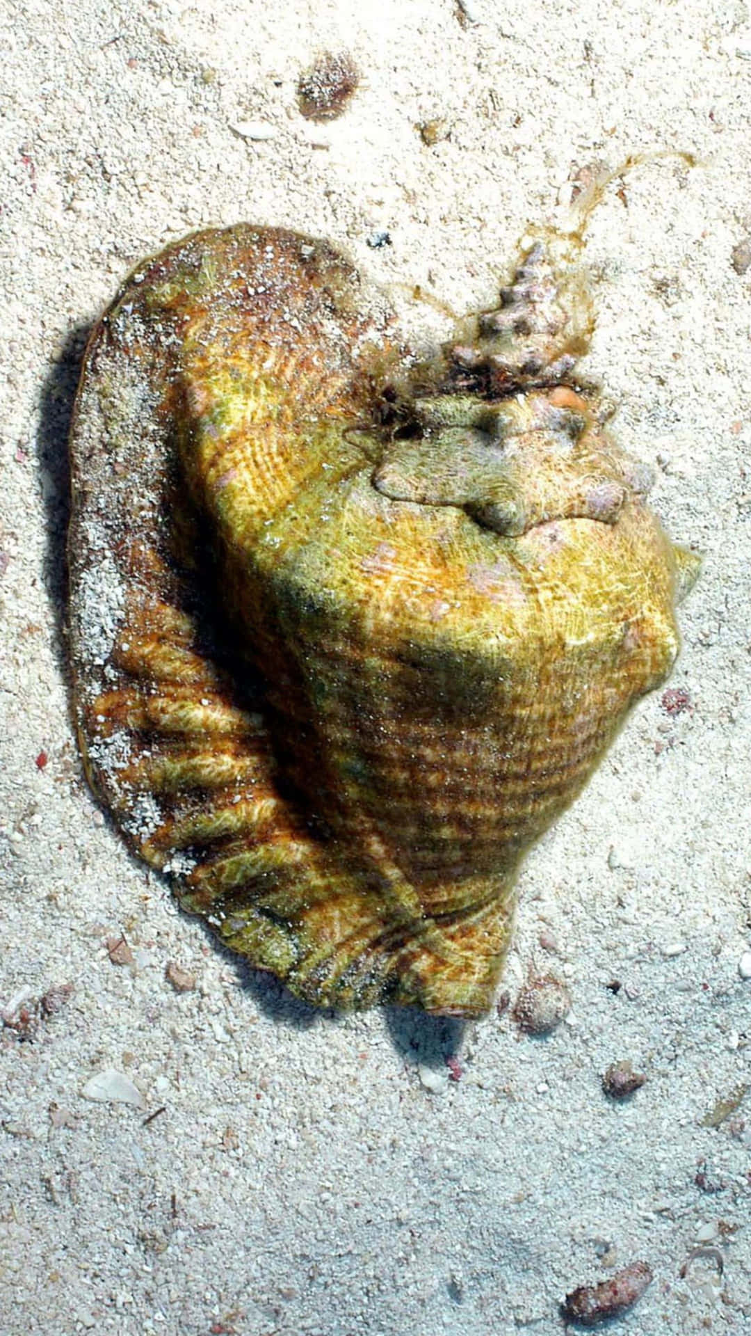 Queen Conch On Sandy Bottom.jpg Wallpaper