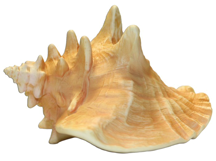Queen Conch Shell Isolated PNG