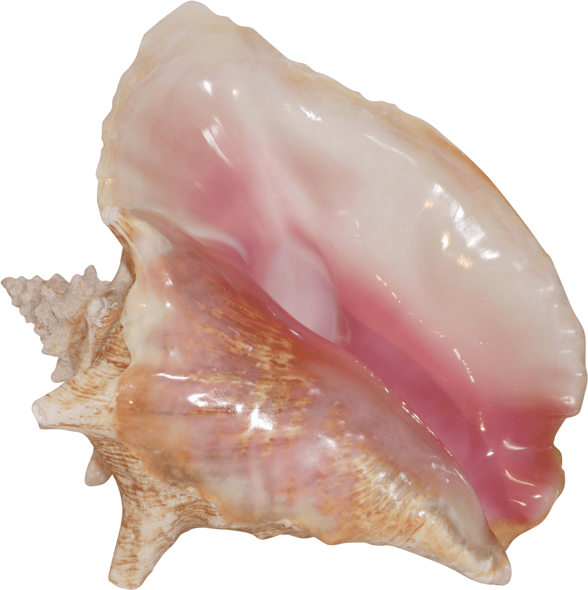 Queen Conch Shell Pink Interior PNG