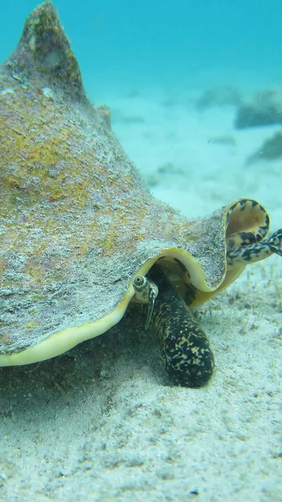 Queen Conch Underwater Portrait Wallpaper