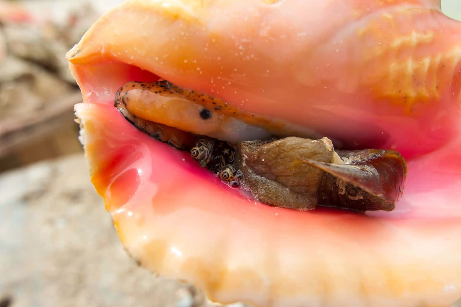 Queen Conch Up Close Wallpaper