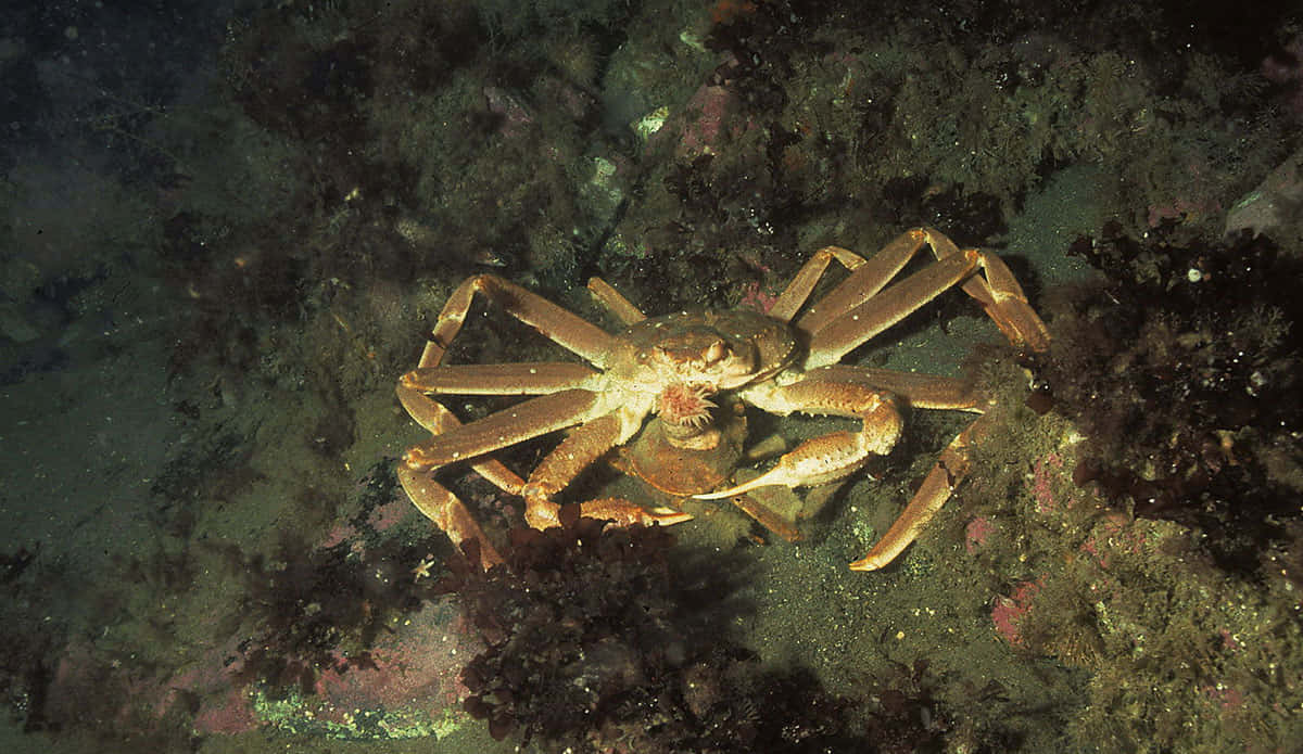 Queen Crabin Natural Habitat Wallpaper