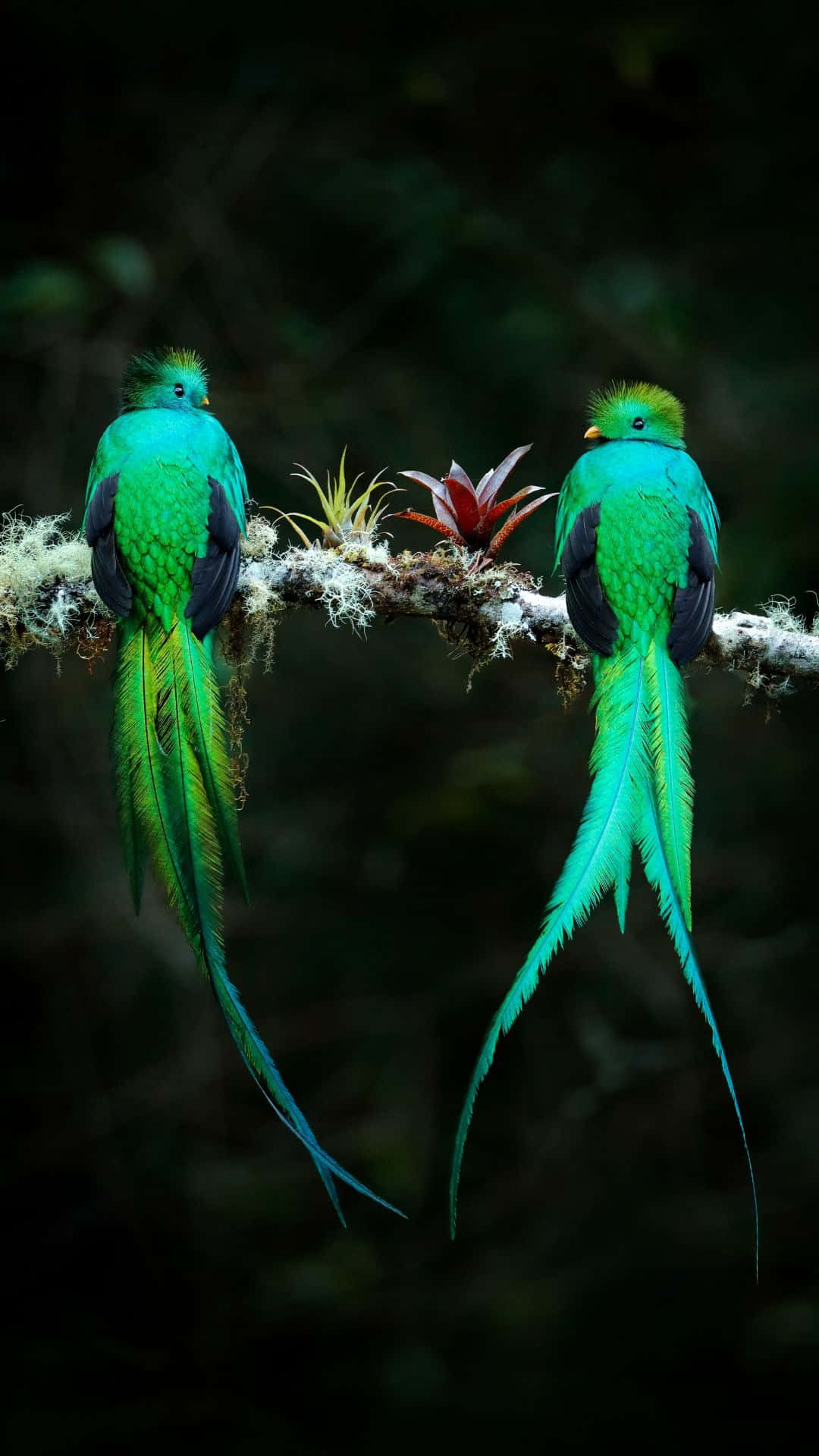 Quetzal Pair Perchedon Branch Wallpaper