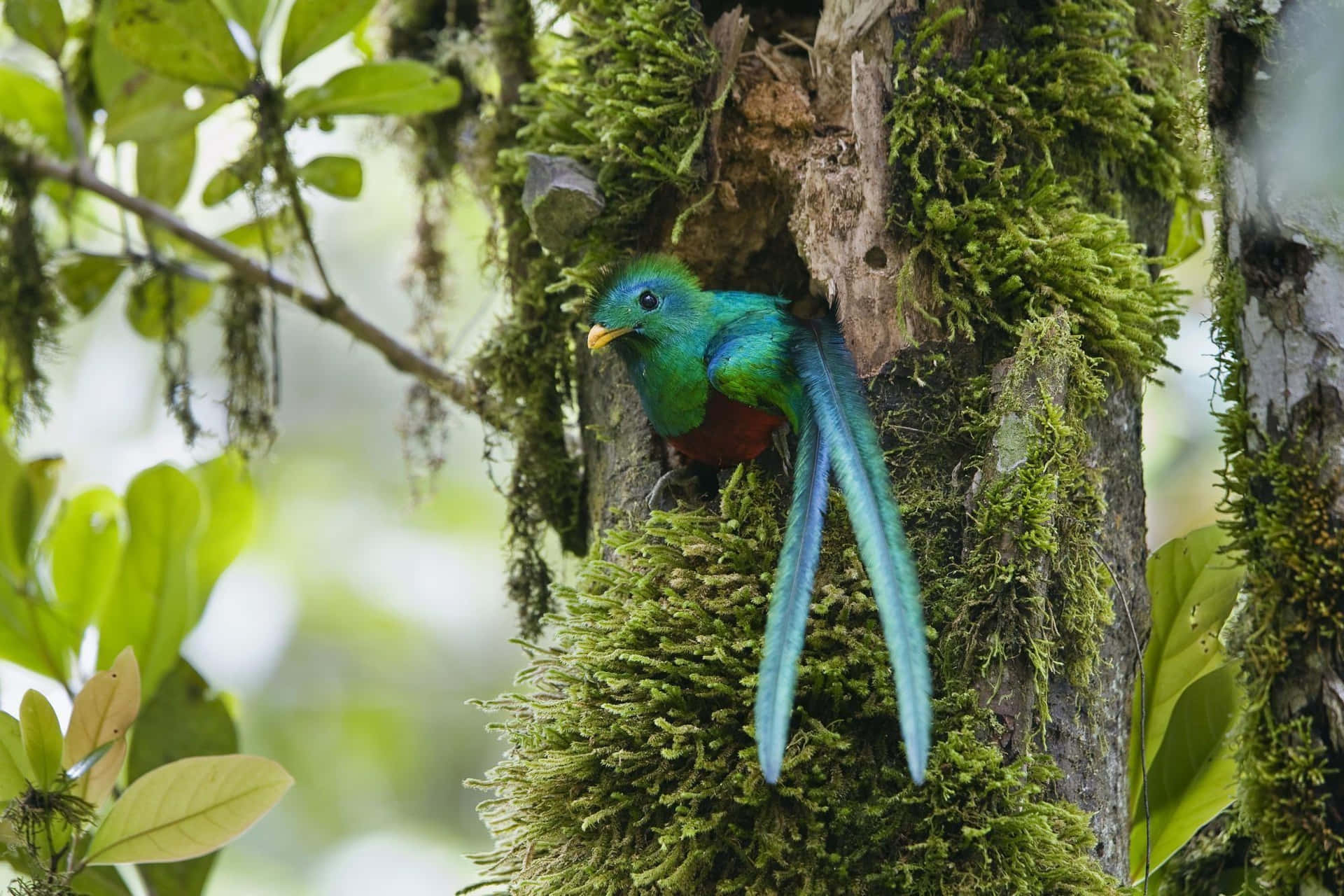 Quetzalin Habitat.jpg Wallpaper
