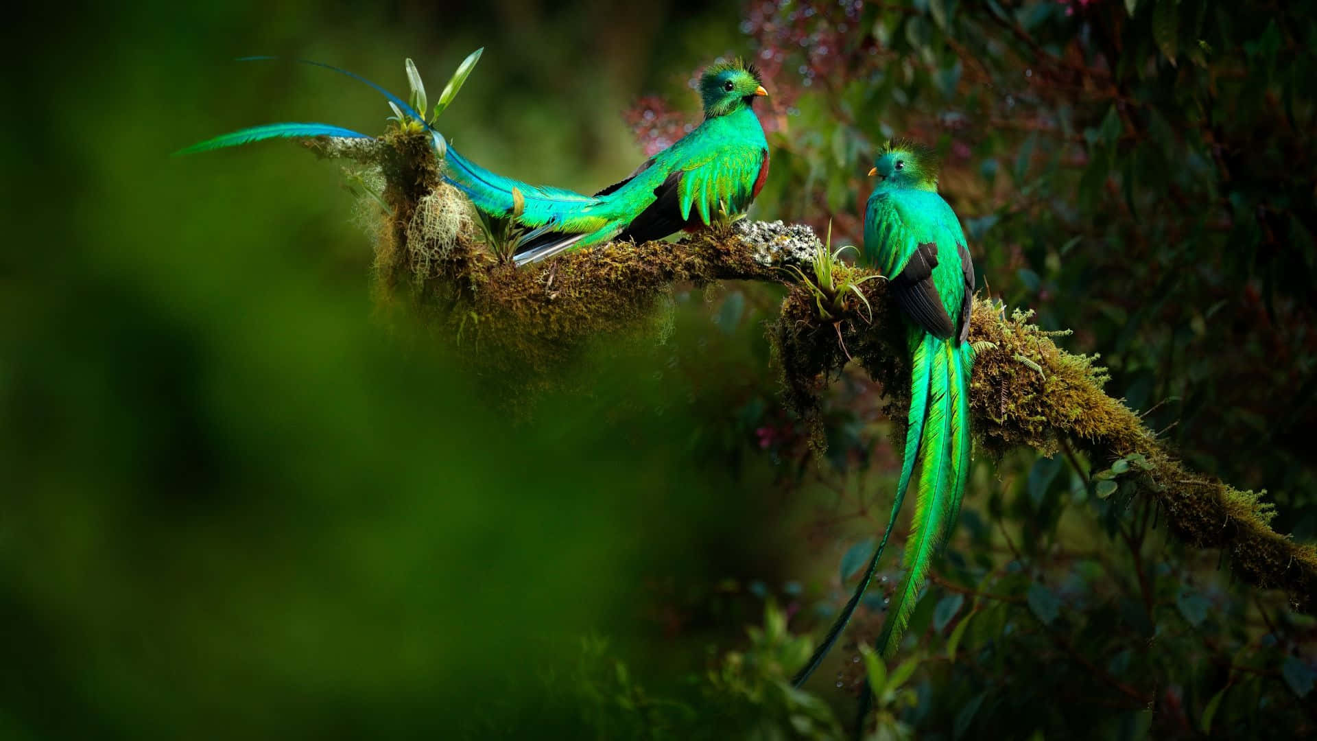 Quetzals Perchingon Branch Wallpaper