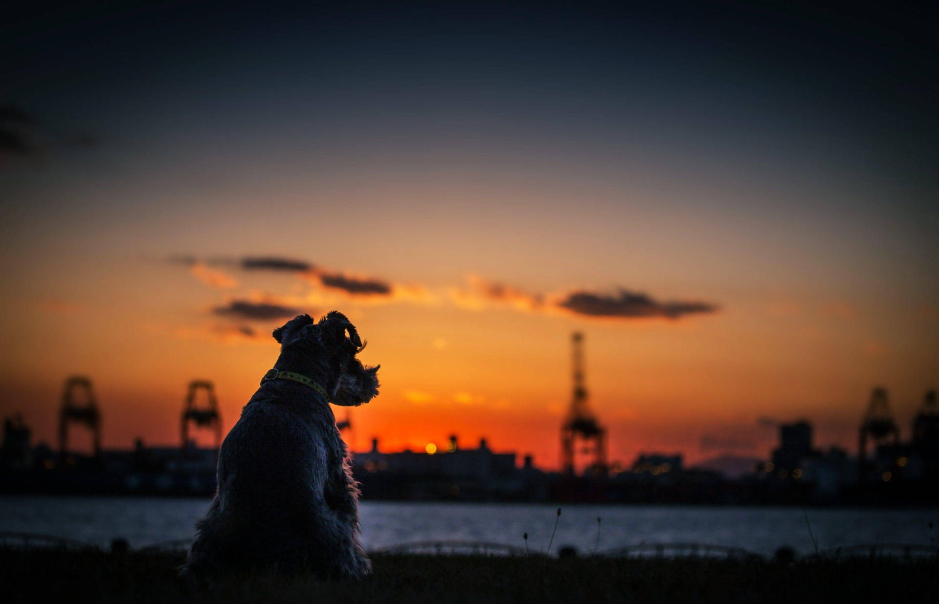 Quiet Dog Enjoying Sunset Background