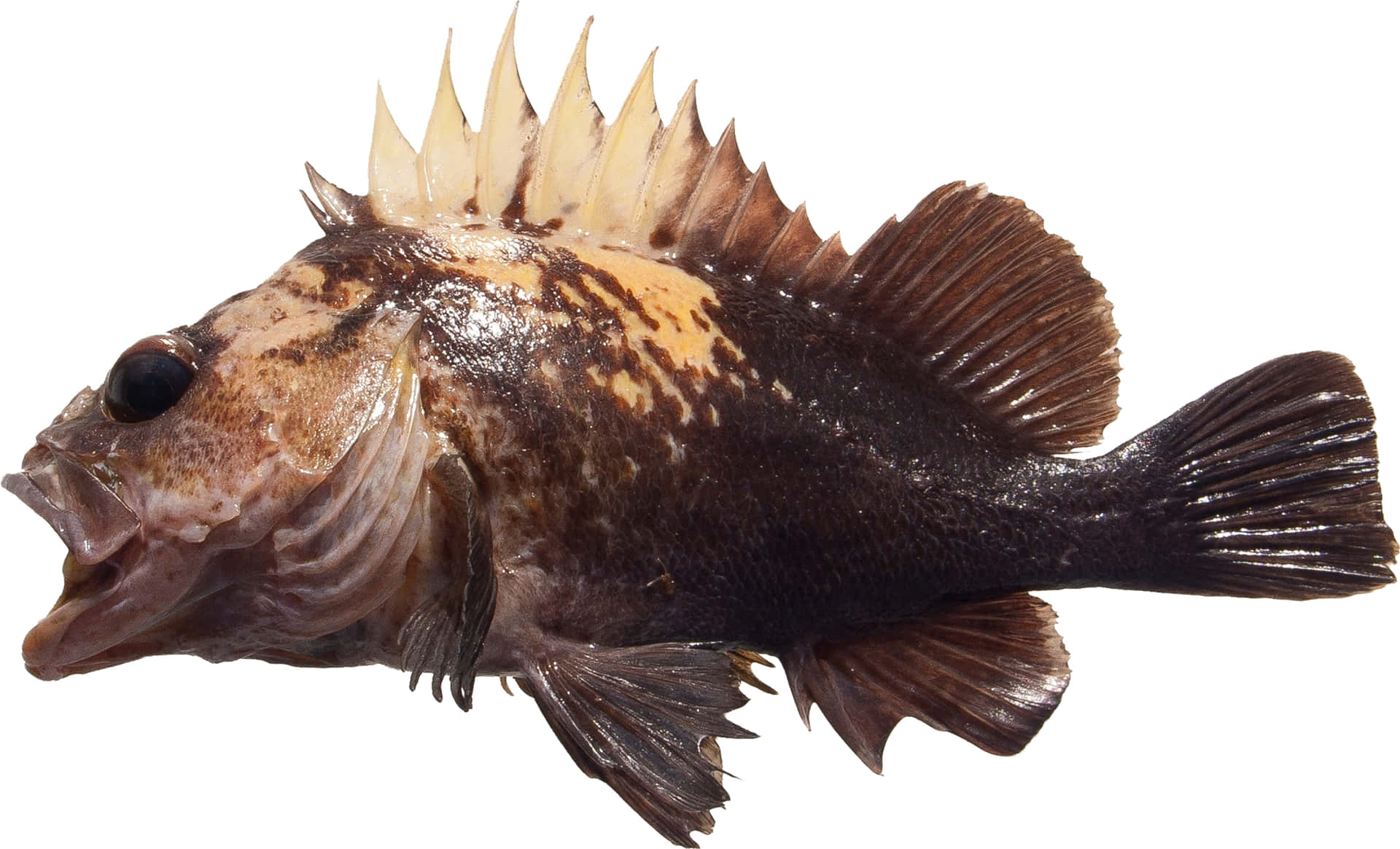 Quillback Rockfish Isolated Wallpaper