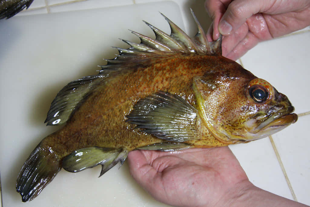 Quillback Rockfish On Cutting Board Wallpaper