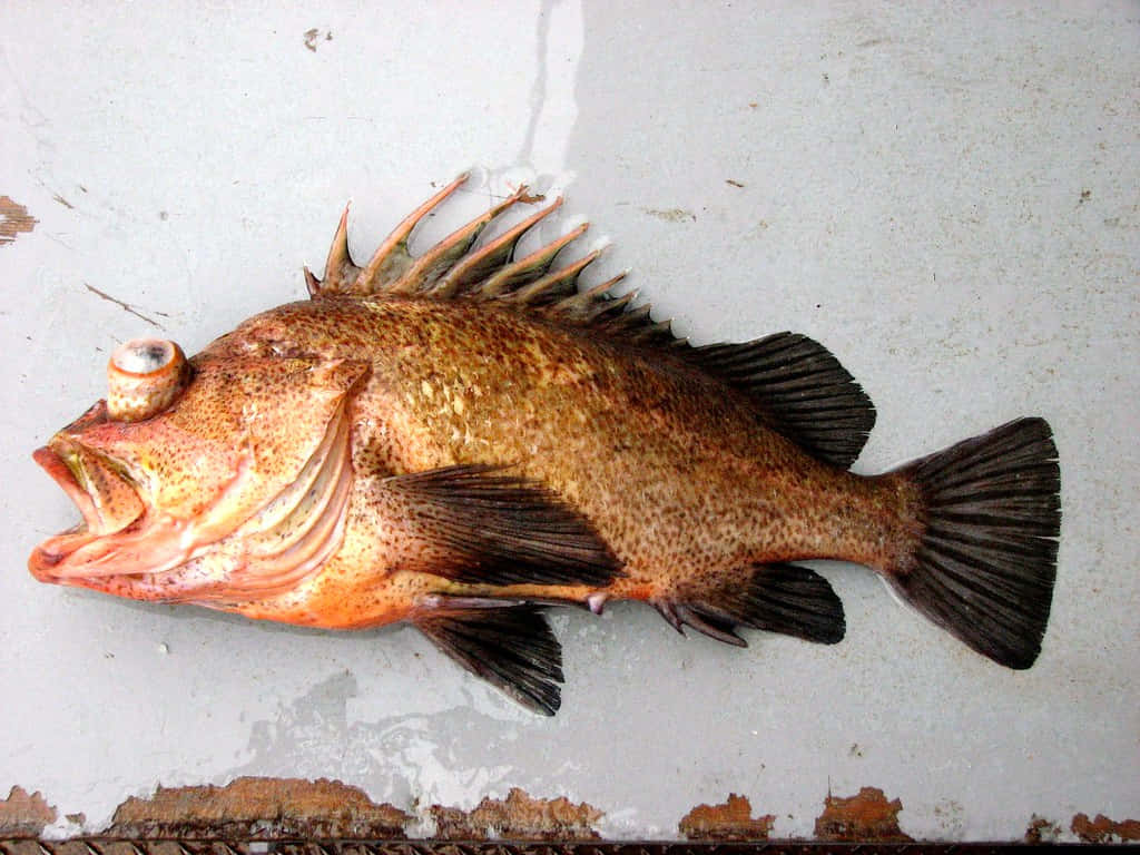 Quillback Rockfish On Deck Wallpaper
