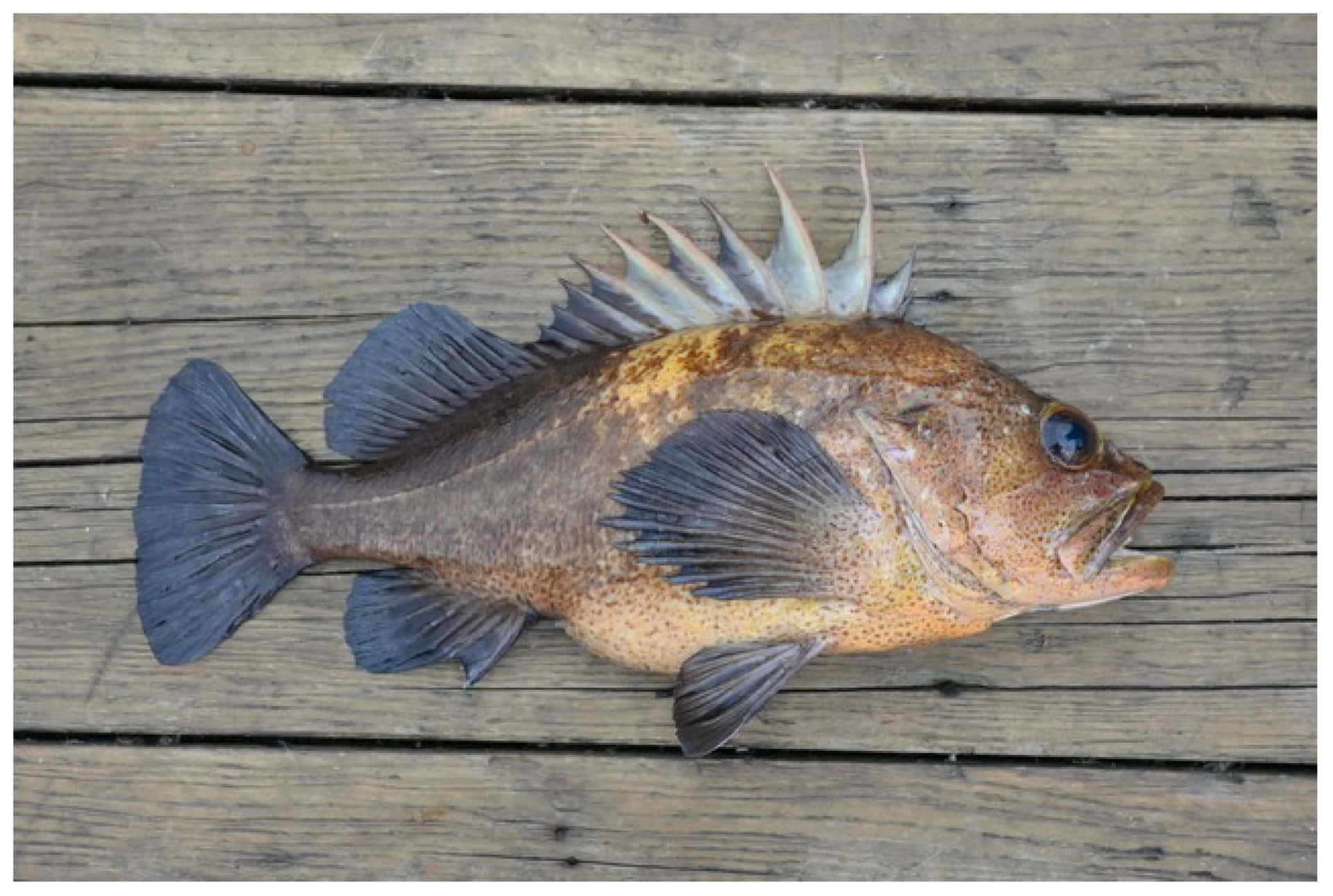 Quillback Rockfish On Wooden Deck.jpg Wallpaper