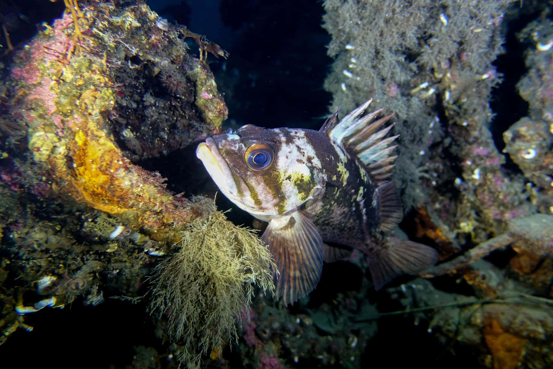 Quillback Rockfish Underwater Wallpaper