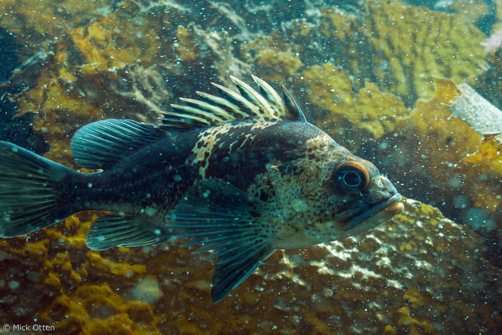 Quillback Rockfish Underwater Wallpaper