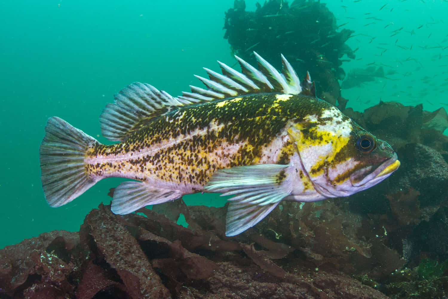 Quillback Rockfish Underwater Wallpaper