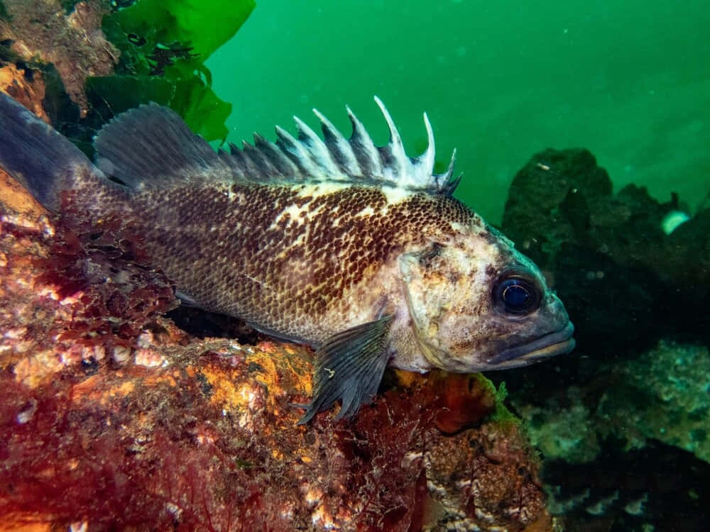 Quillback Rockfish Underwater Wallpaper