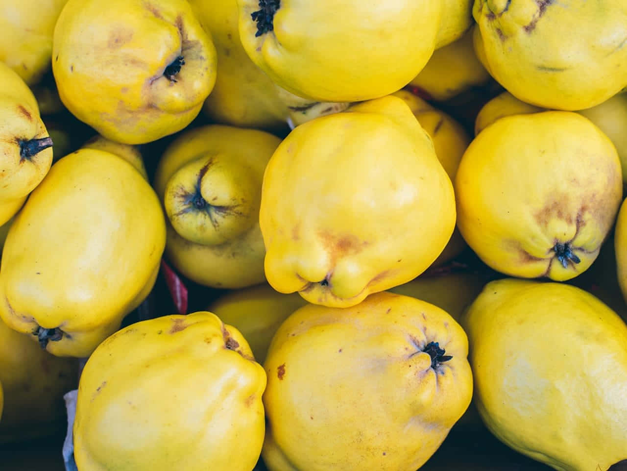 A freshly-picked quince.