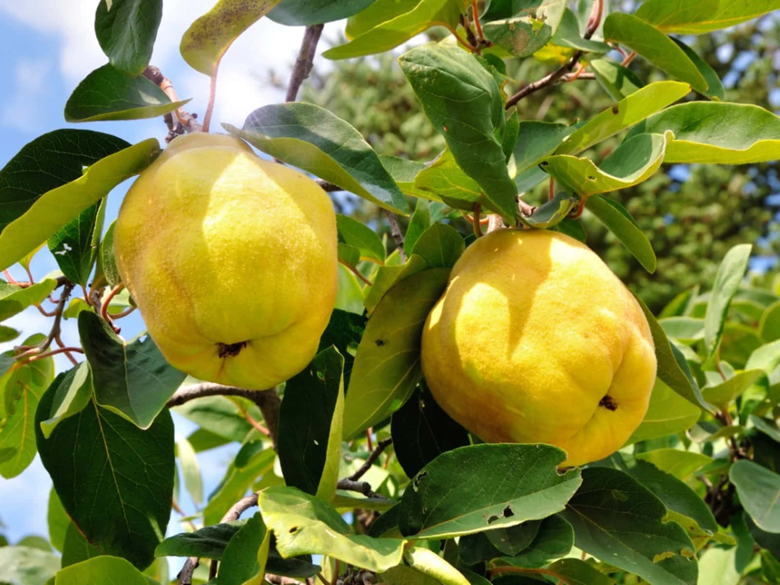 Unveiling the beauty of Quince